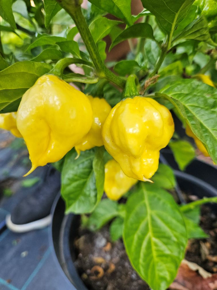 Seminţe Ardei - KSLS Elongated