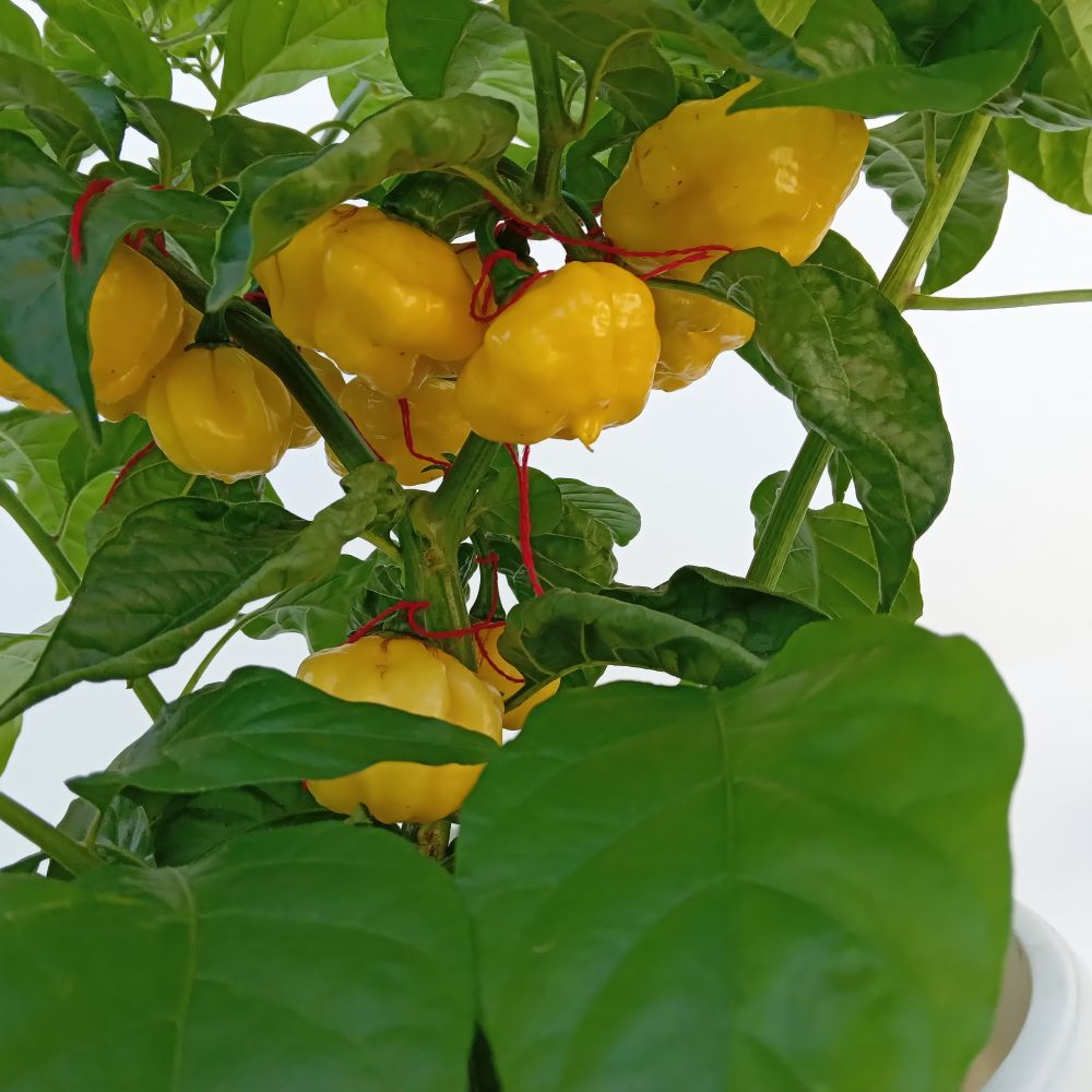 Seminţe Ardei - KS Lemon Starrburst