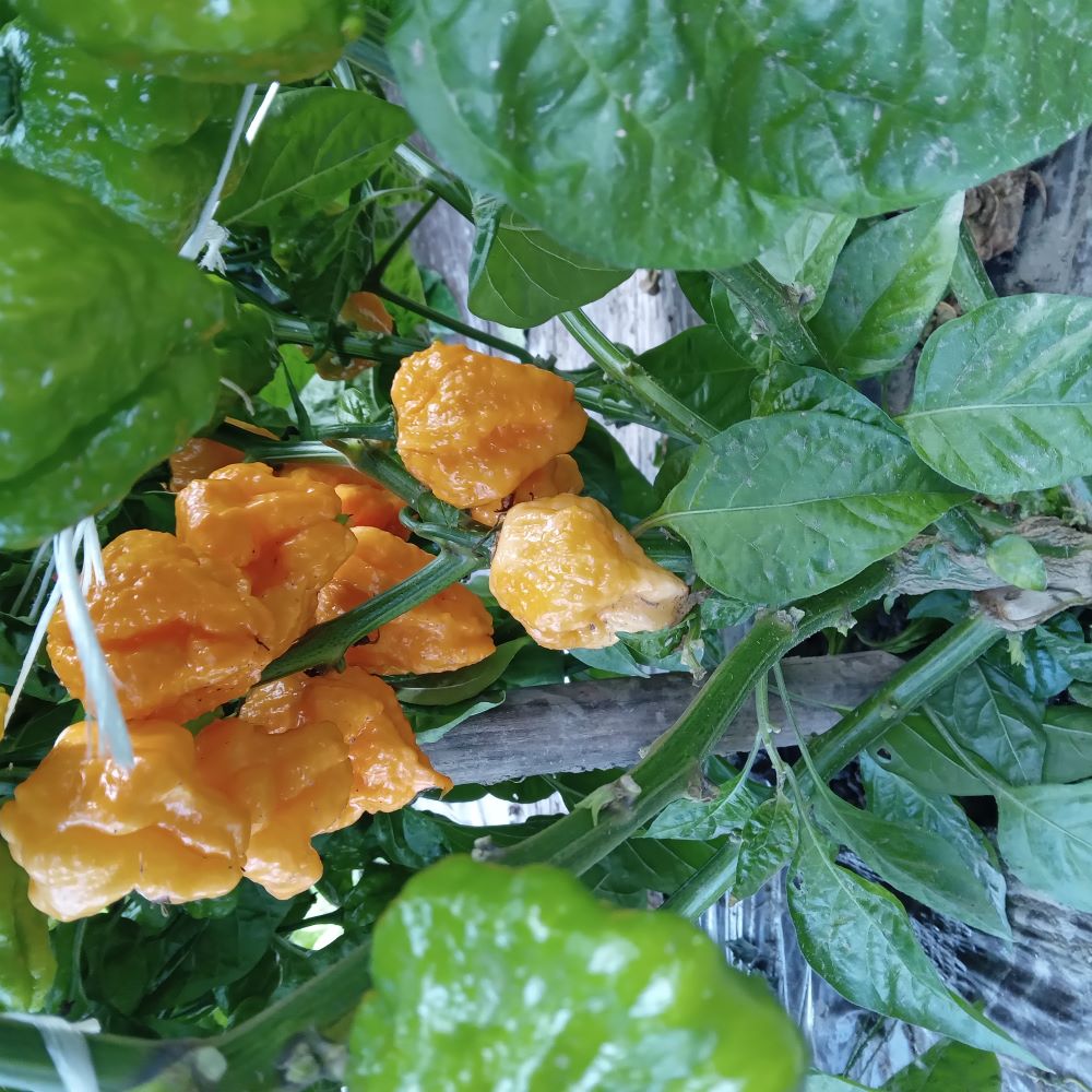 Seminţe Ardei - KS Peach Starrkist