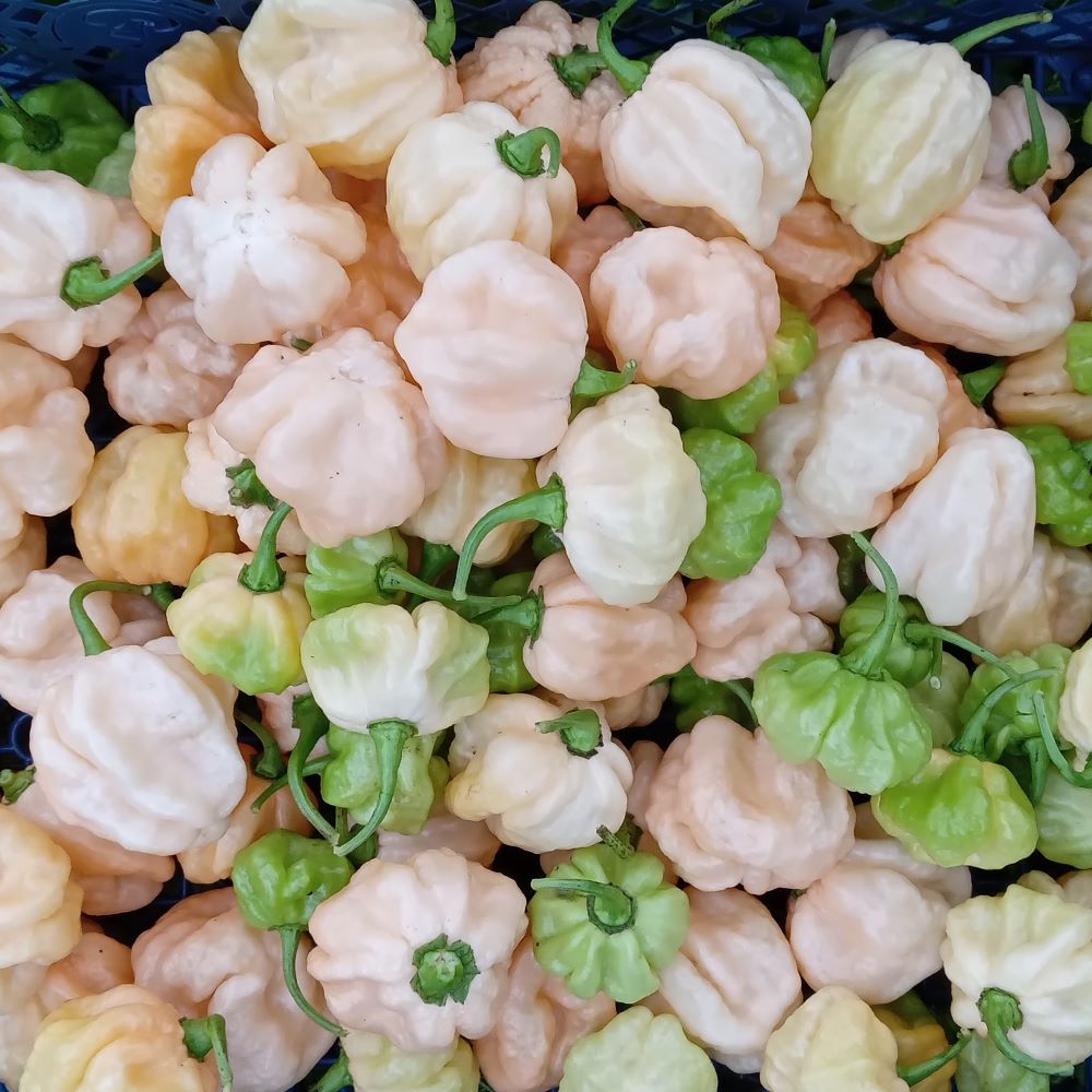 Seminţe Ardei - KS Starbrust Peach