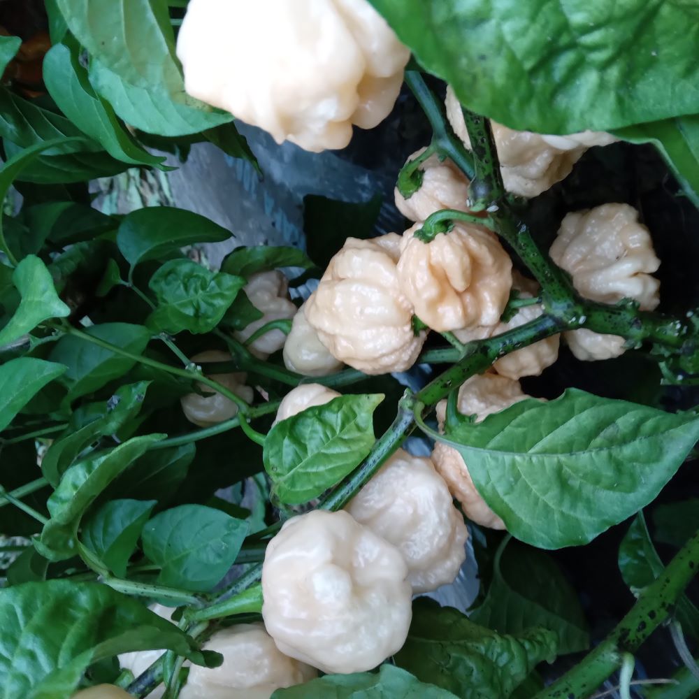 Seminţe Ardei - KS Starbrust Peach