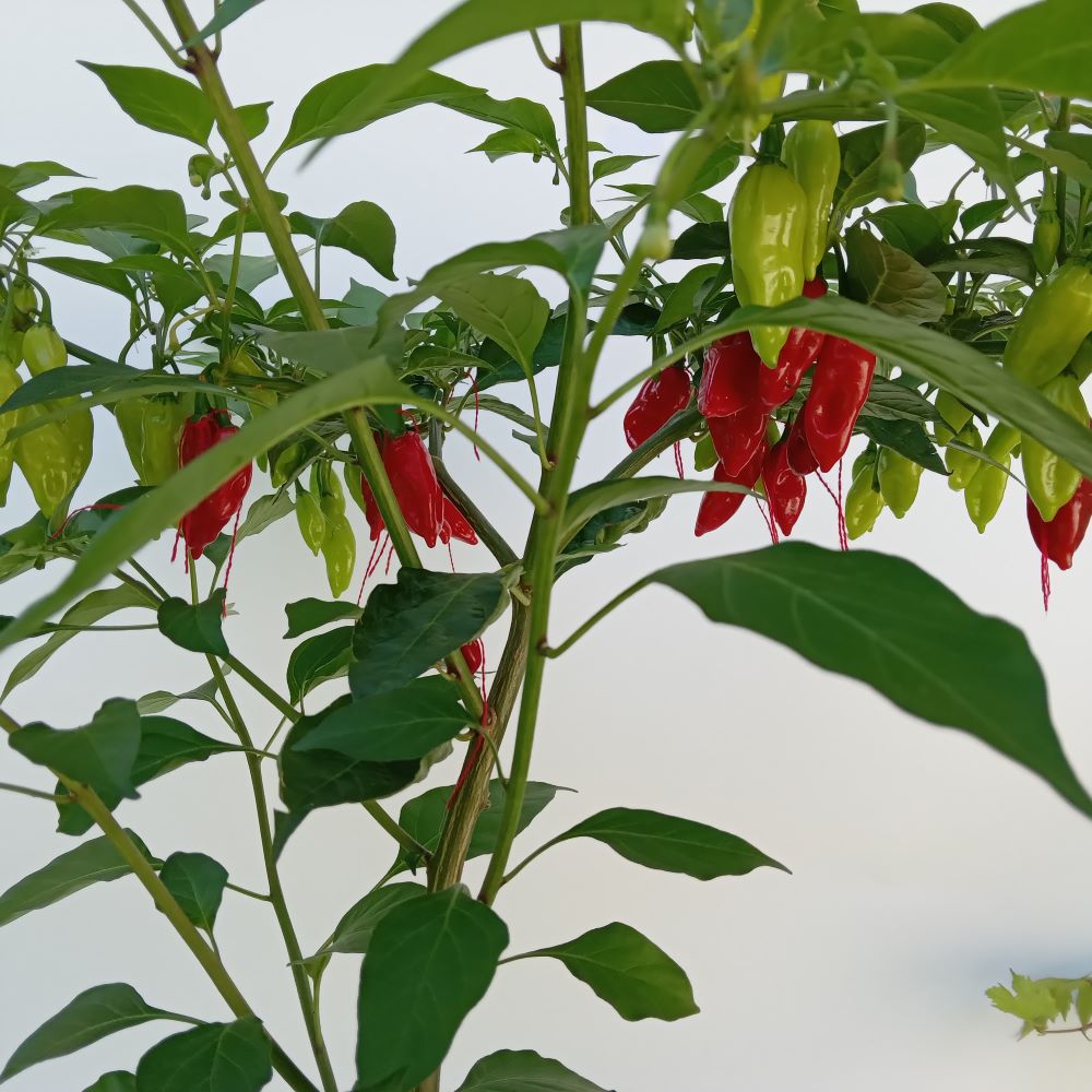 Seminţe Ardei - KS Sweet Misery