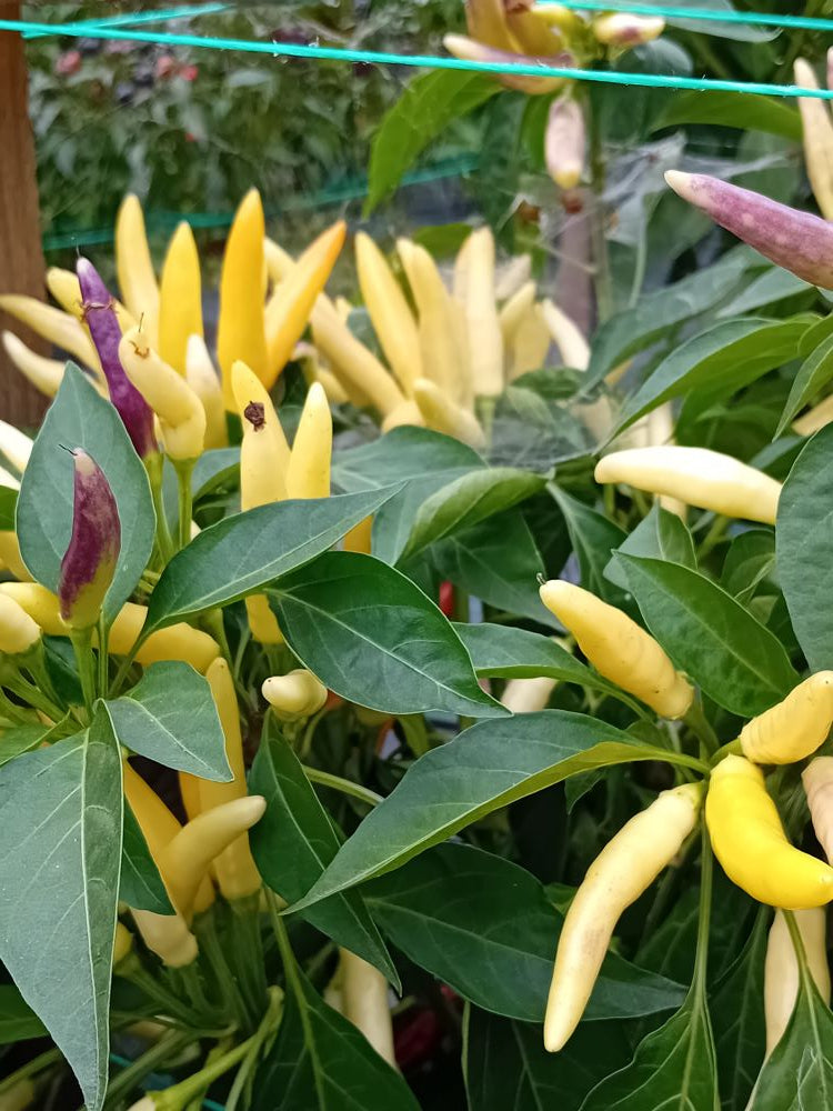 Seminţe Ardei - K.S. White Thai