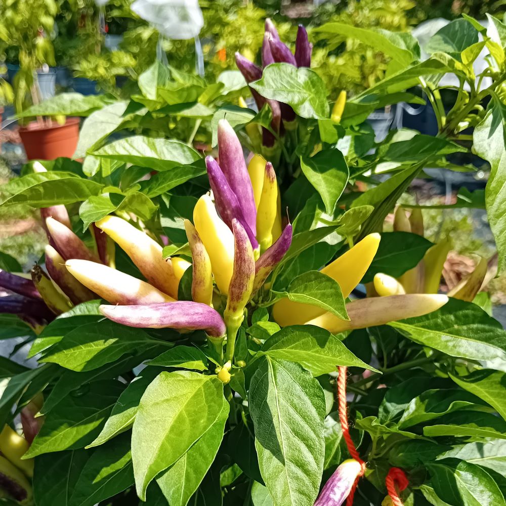 Seminţe Ardei - K.S. White Thai