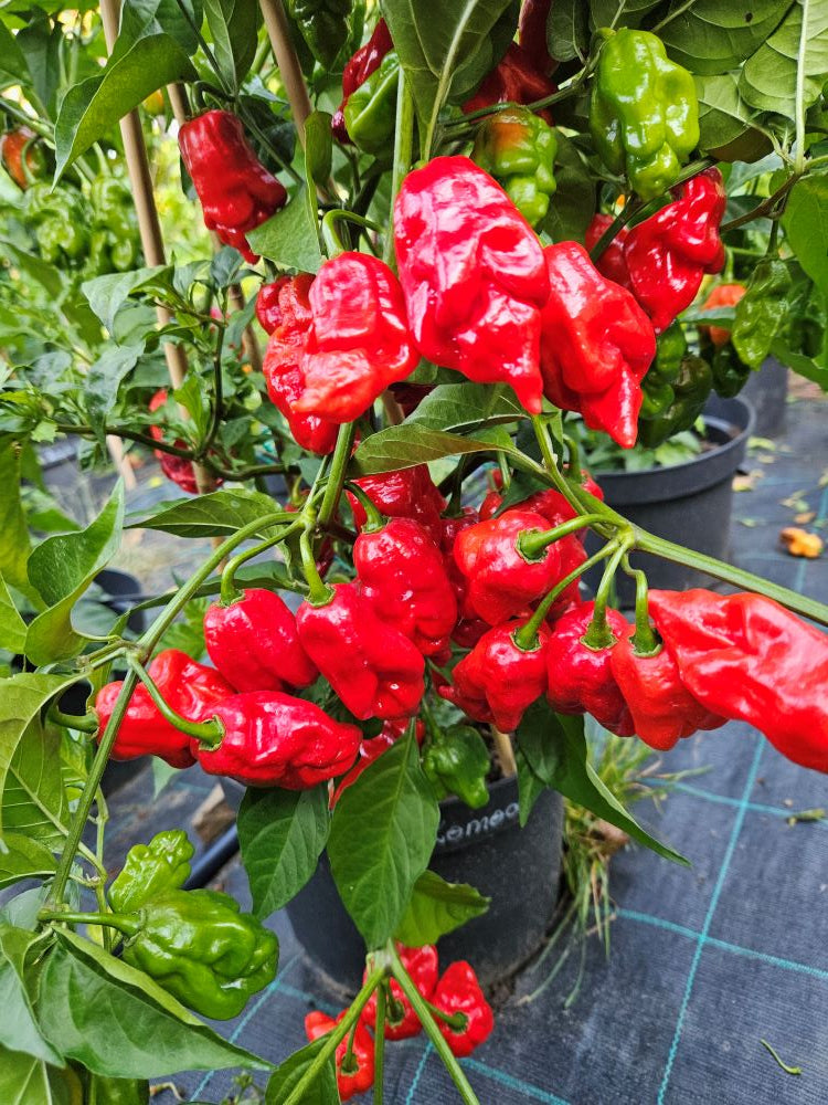 Seminţe Ardei - Komodo Dragon