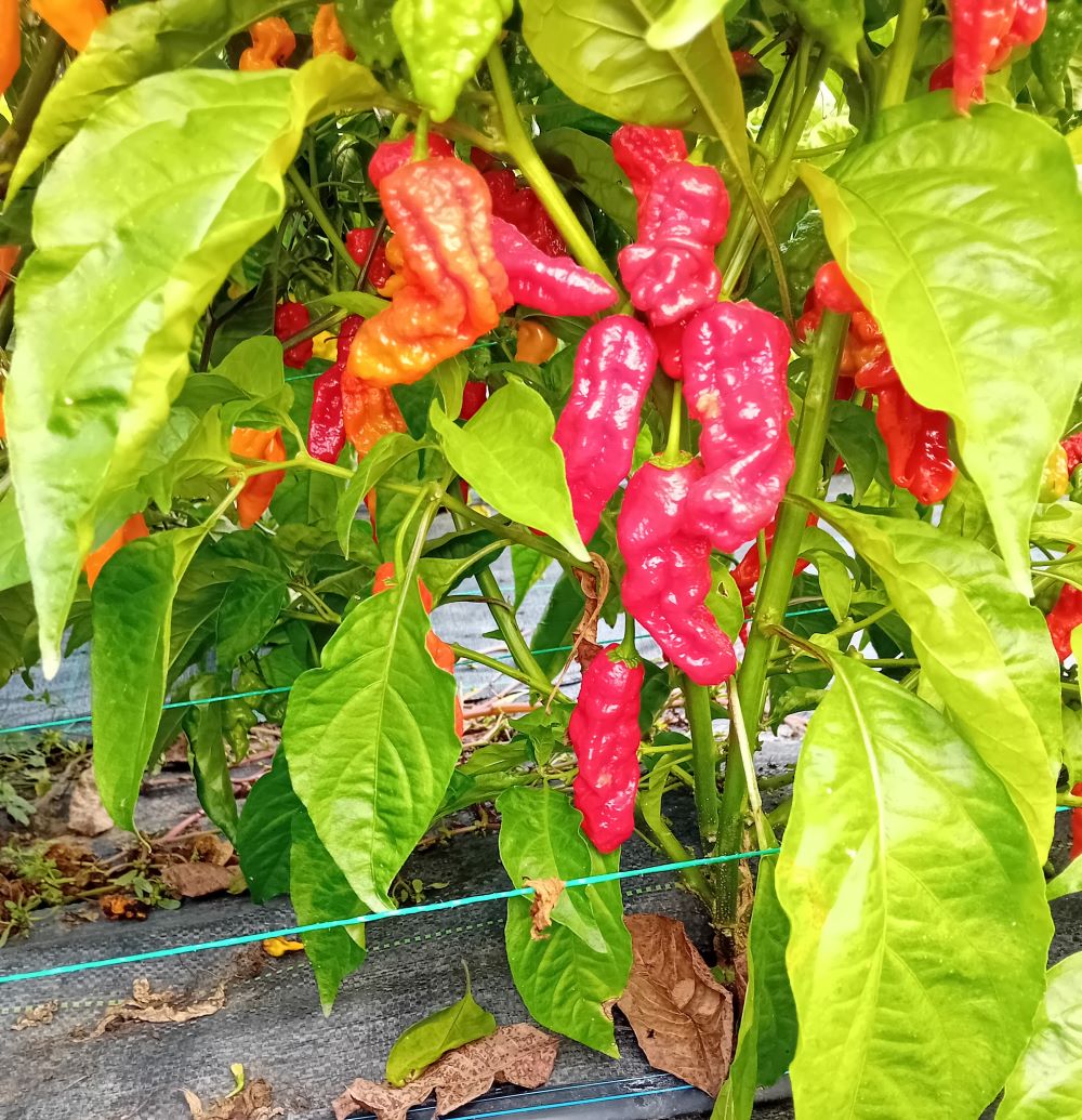 Seminţe Ardei - Komodo Dragon