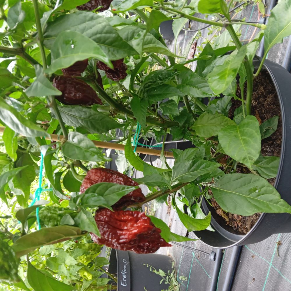 Seminţe Ardei - Kraken Scorpion Chocolate