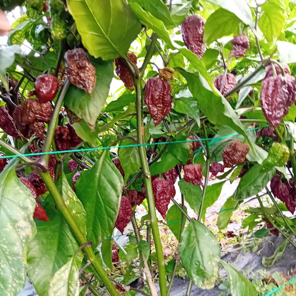 Seminţe Ardei - Kraken Scorpion Chocolate