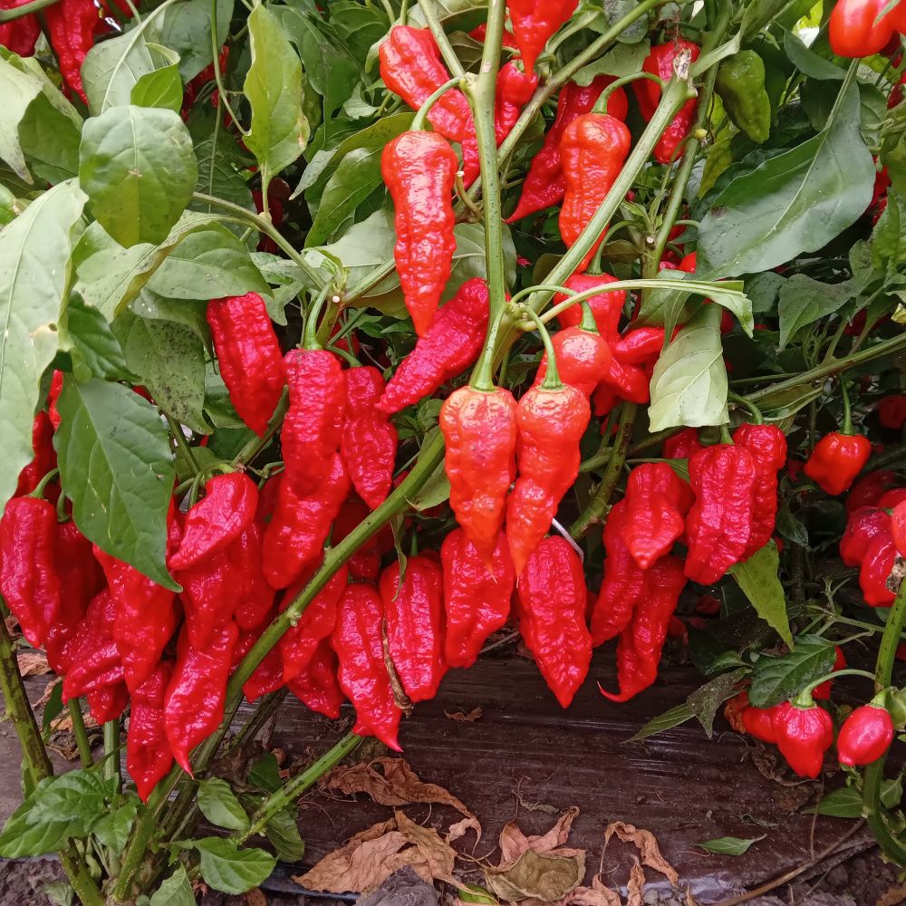 Seminţe Ardei - Kraken Scorpion Red