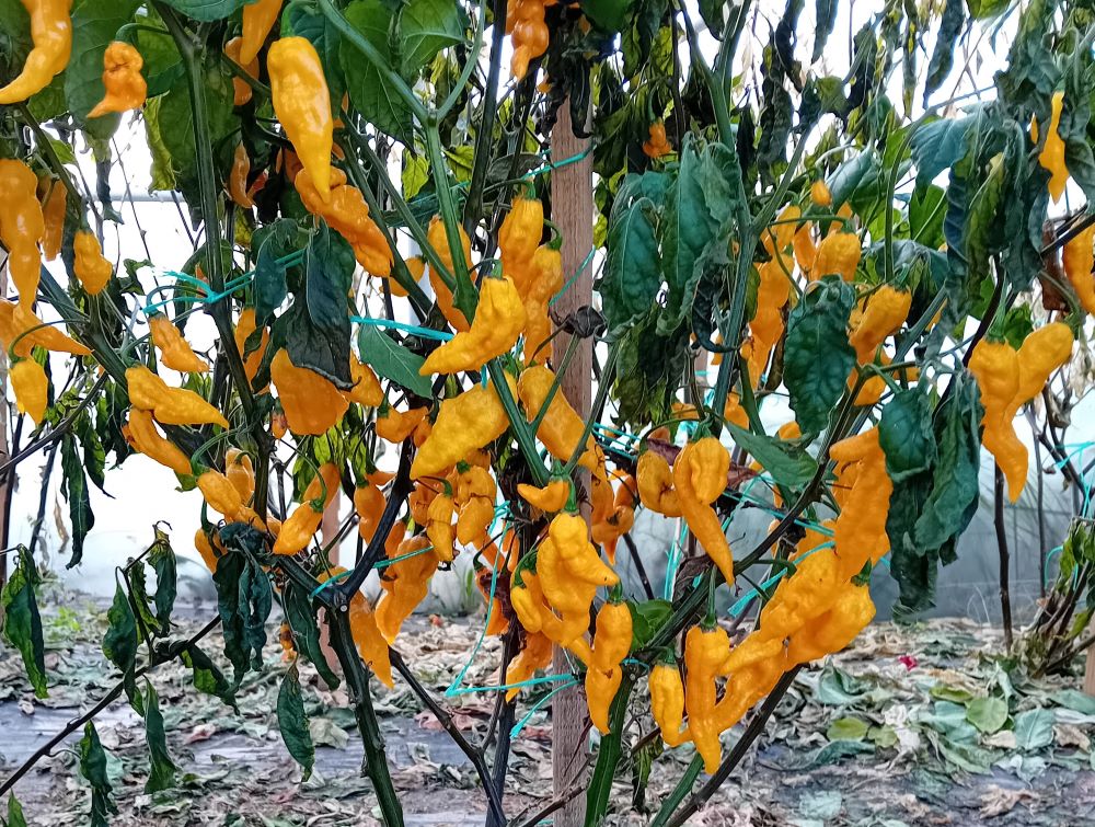 Seminţe Ardei - Kraken Scorpion Yellow