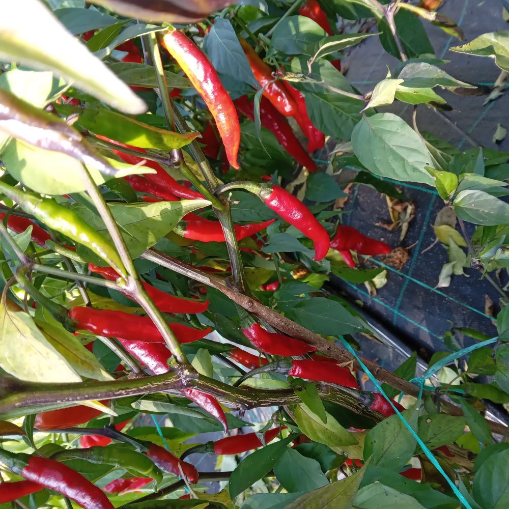 Seminţe Ardei - Krishna Jolokia