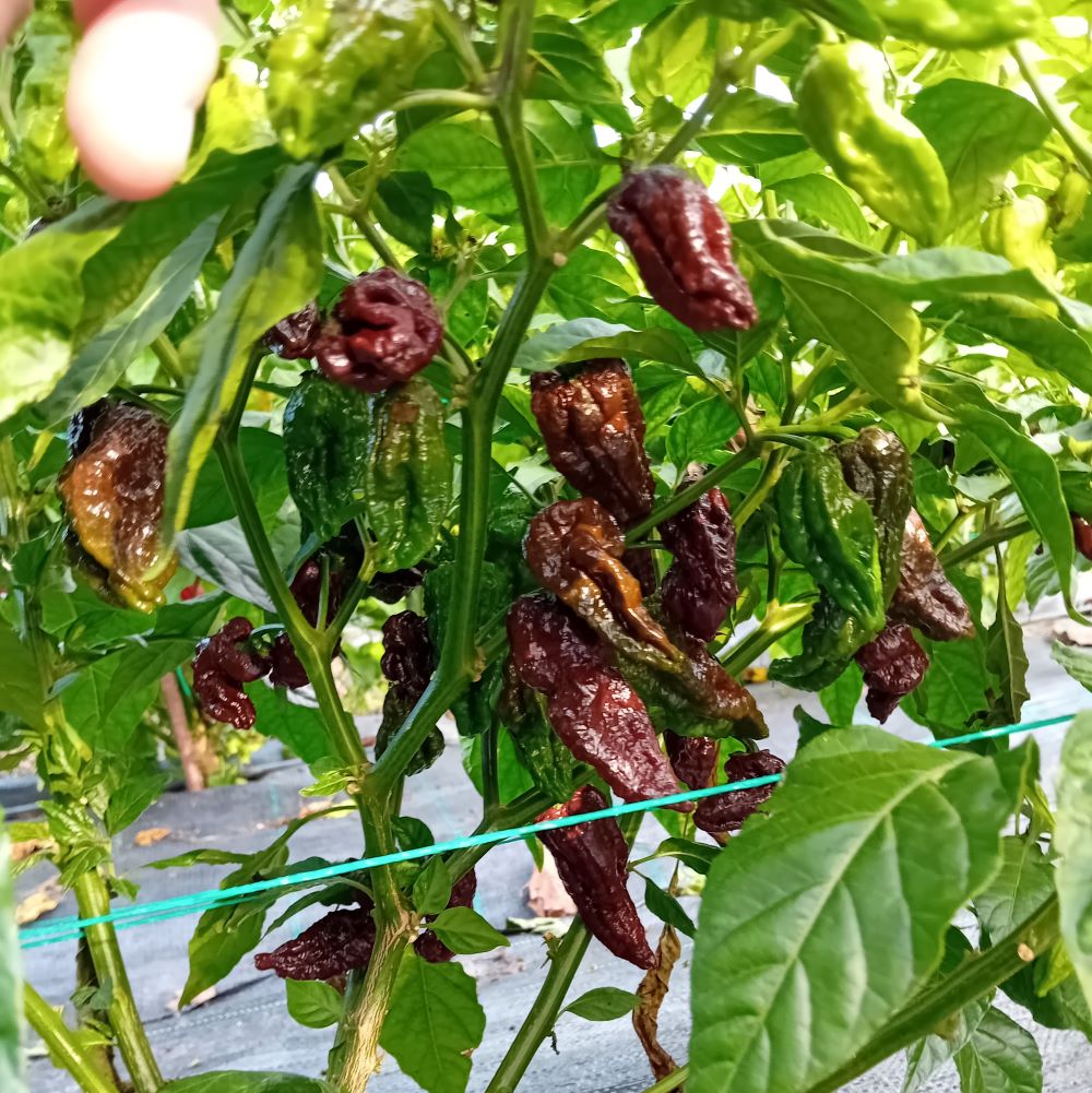 Seminţe Ardei - Leviathan Chocolate