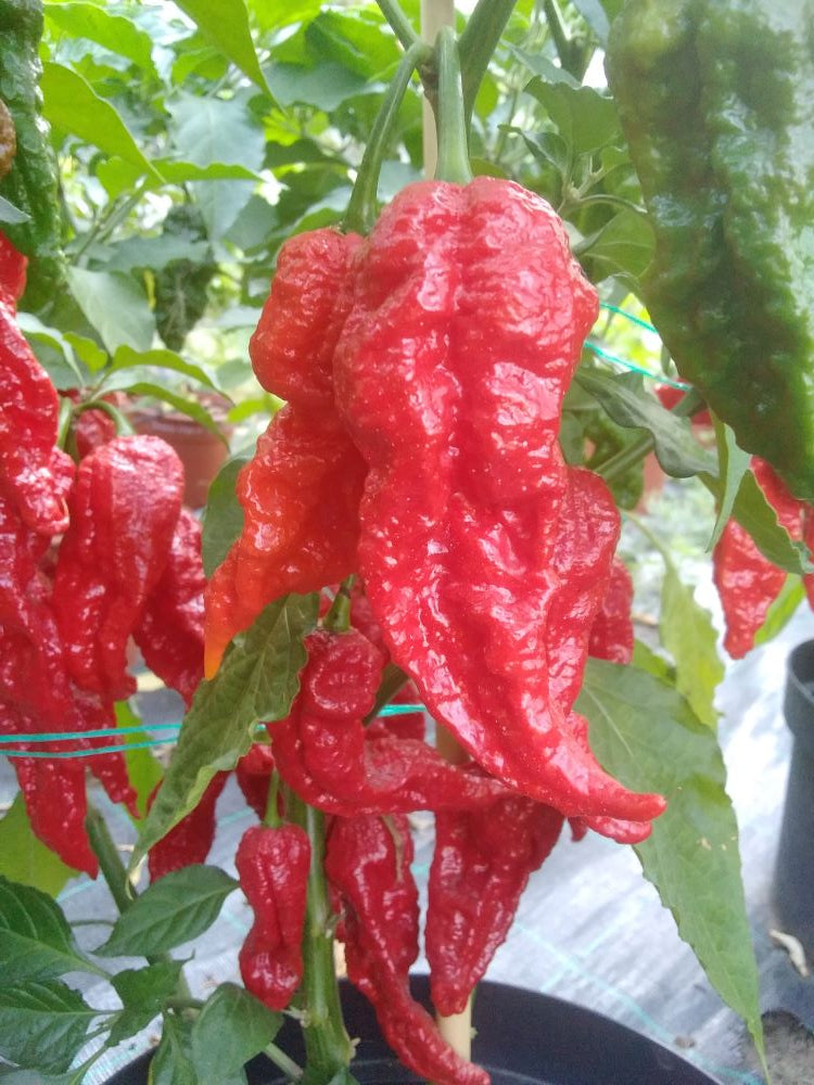 Seminţe Ardei - Leviathan Gnarly Scorpion