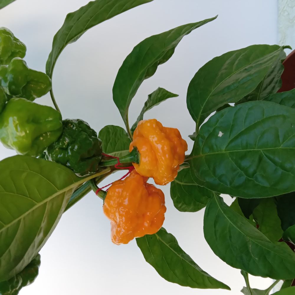 Seminţe Ardei - MA Wartryx Yellow