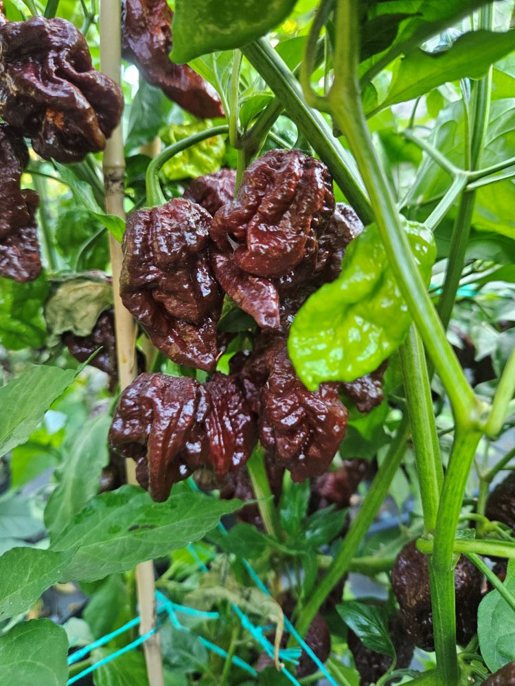 Seminţe Ardei - Madballs