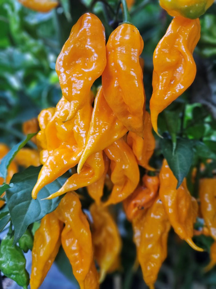 Seminţe Ardei - Madre Vieja