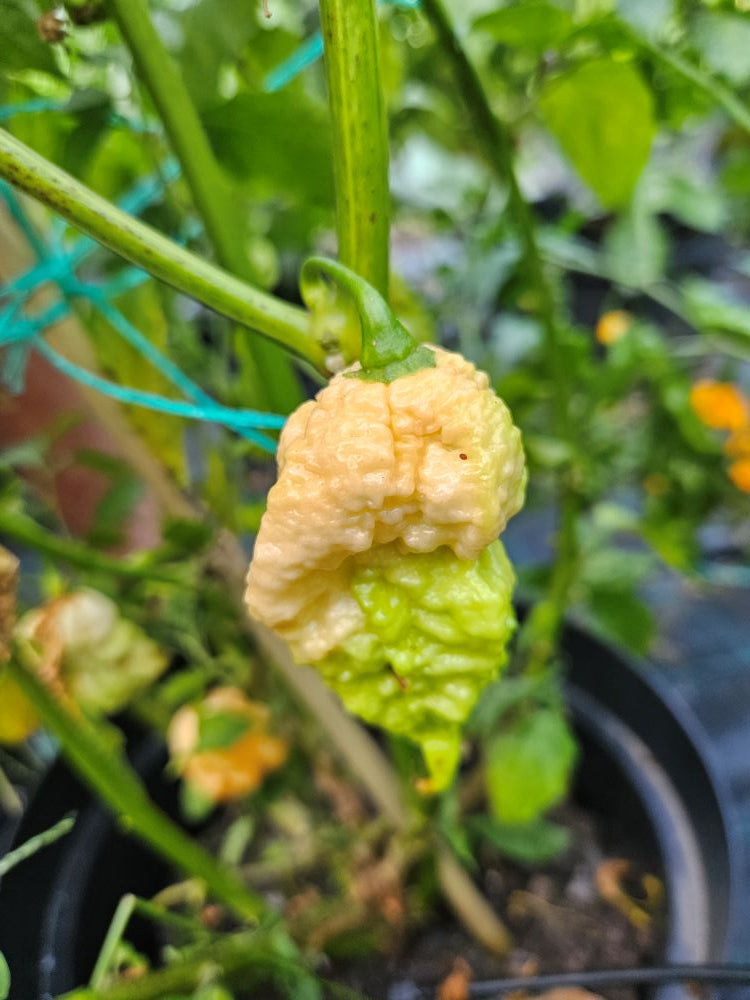 Seminţe Ardei - Miasma