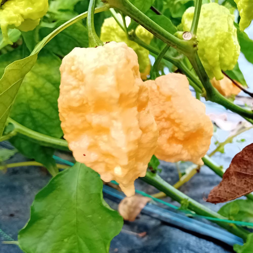 Seminţe Ardei - Miasma