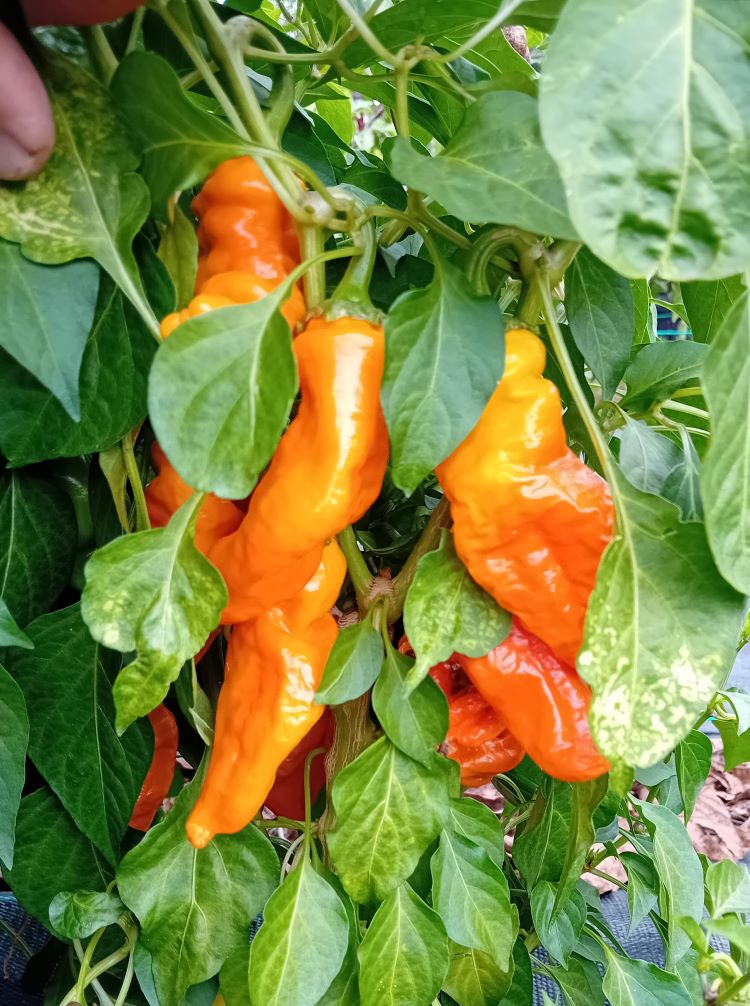 Seminţe Ardei - Monkey Face Yellow