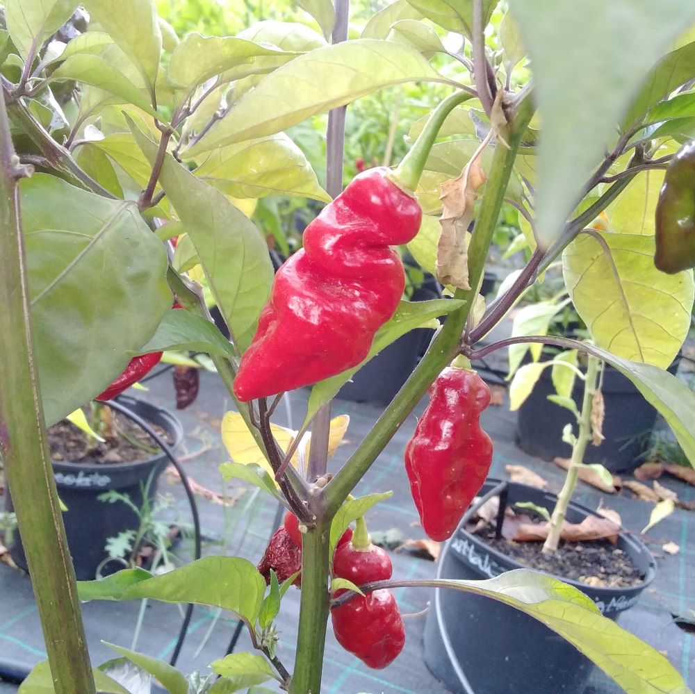 Pepper Seedling - Hurt Berry