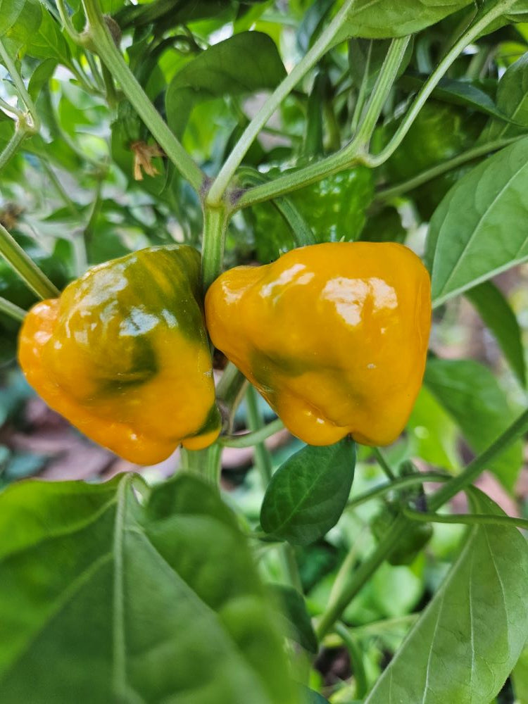 Seminţe Ardei - Mushroom Yellow