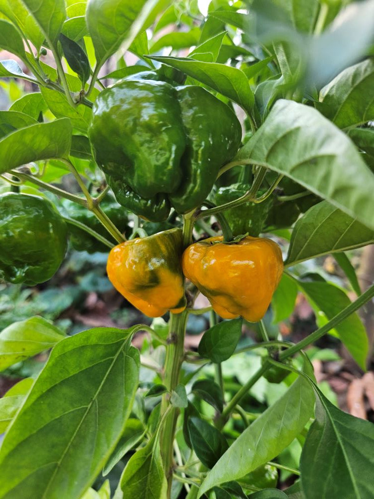 Seminţe Ardei - Mushroom Yellow