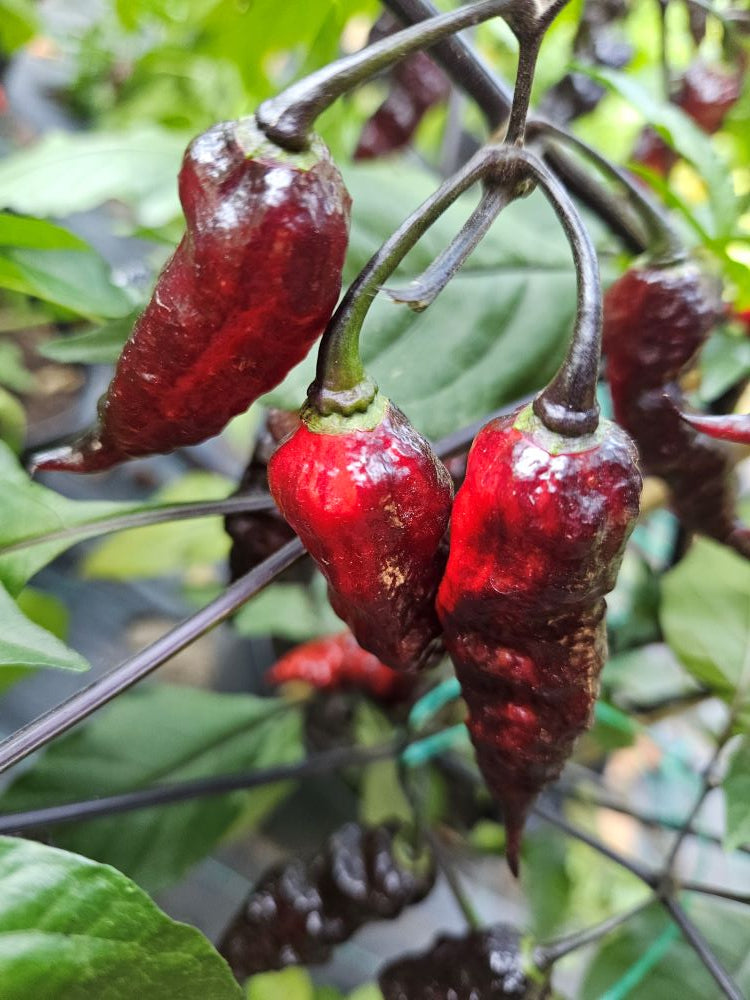 Seminţe Ardei - Naga Tiger DD