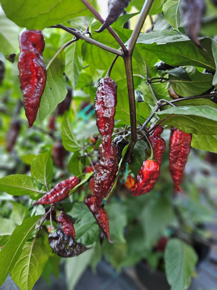 Seminţe Ardei - Naga Tiger DD