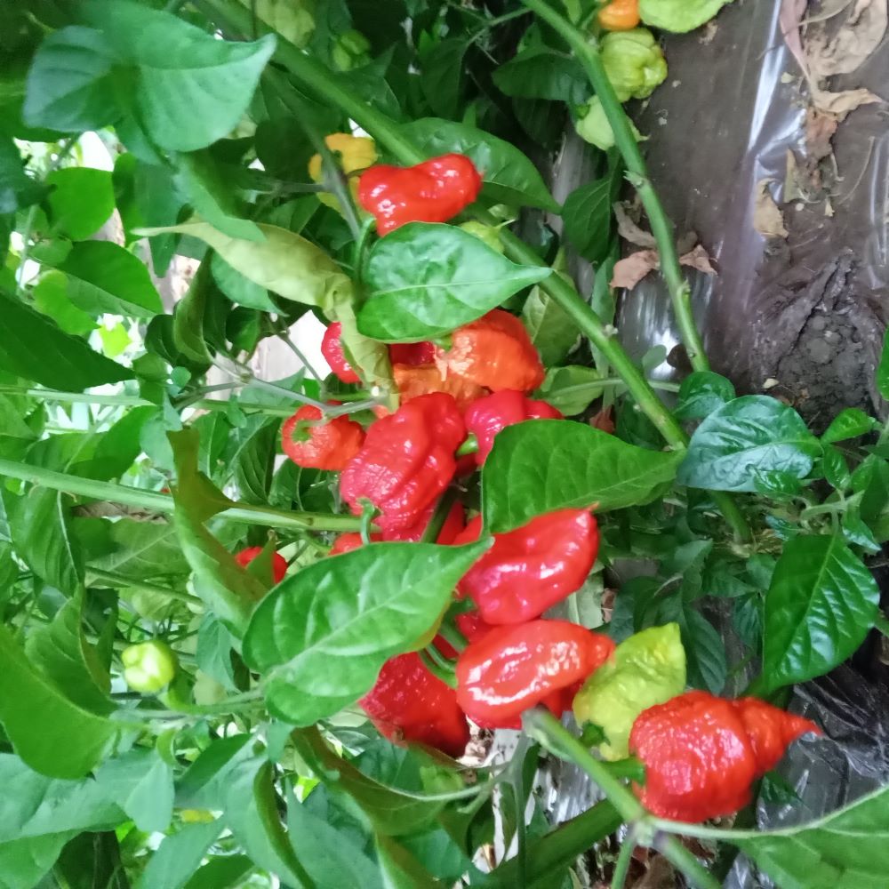 Seminţe Ardei - Naga Viper