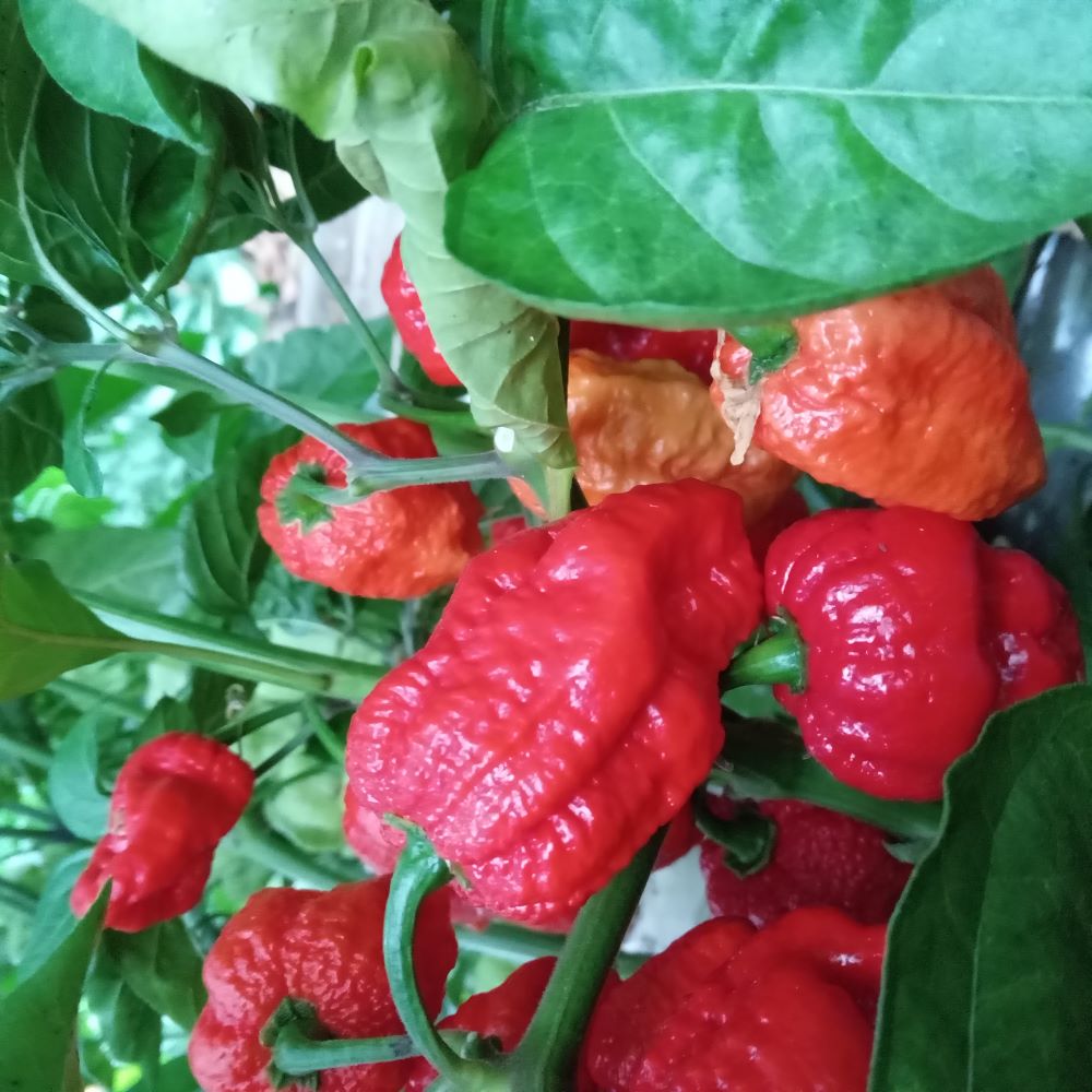 Seminţe Ardei - Naga Viper