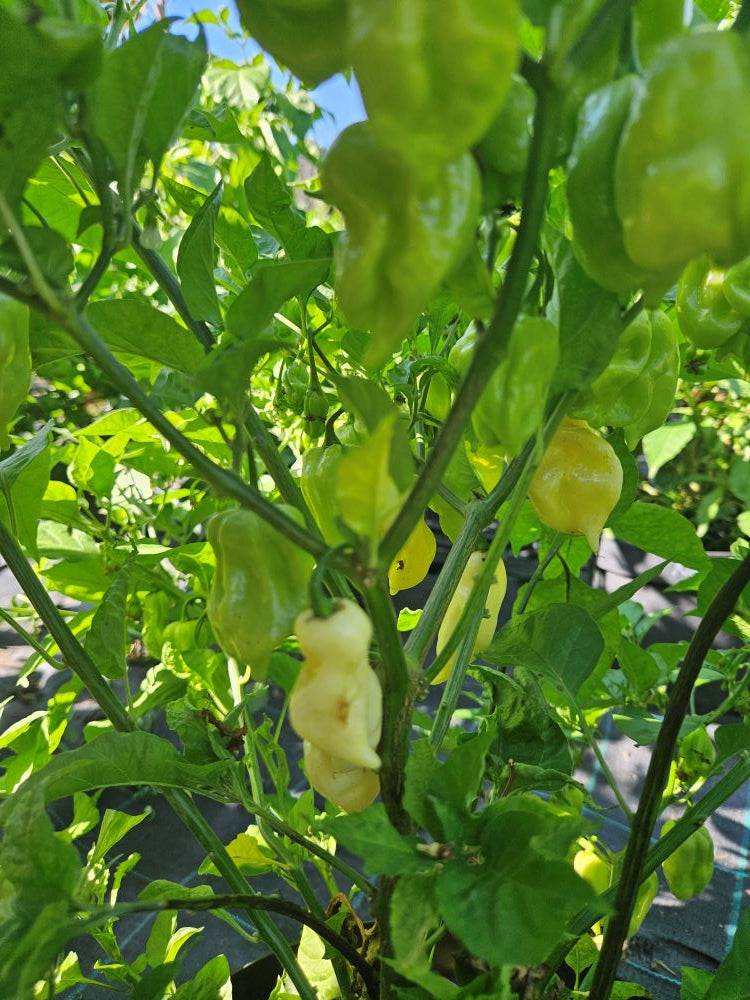 Seminţe Ardei - Naga White