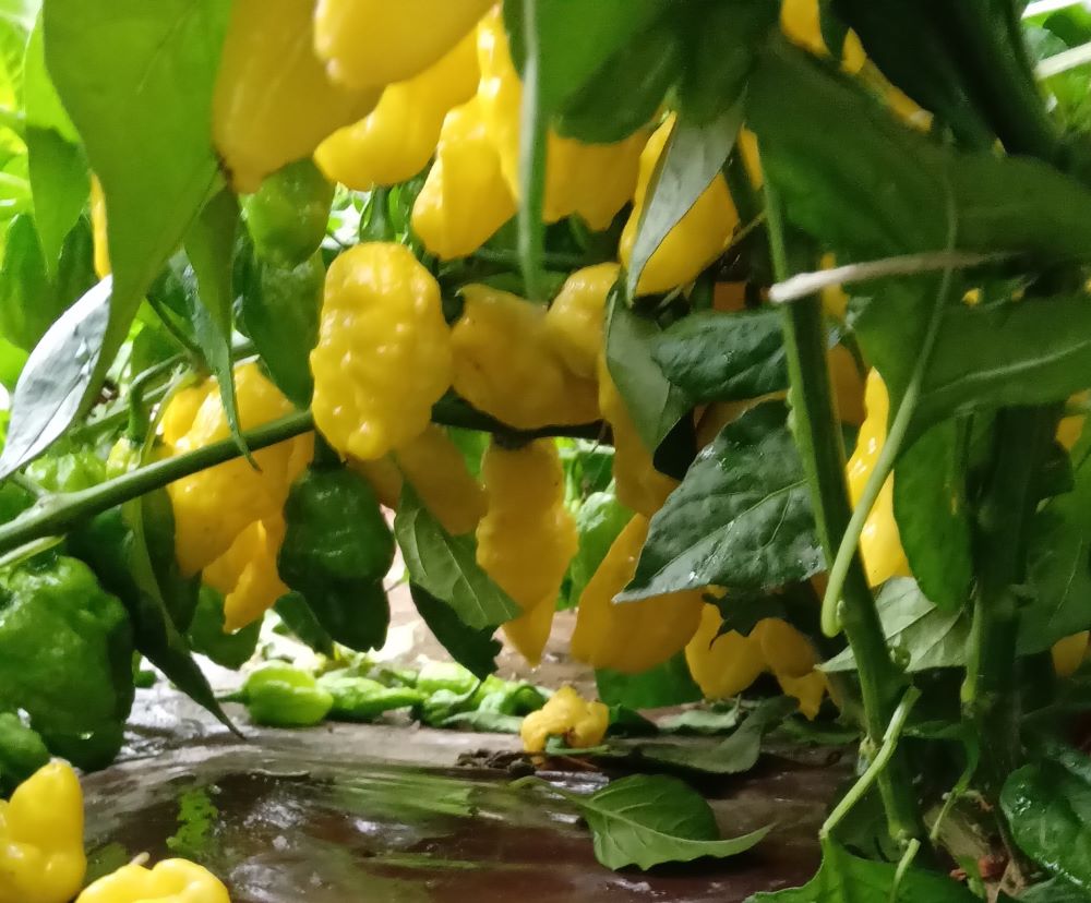 Seminţe Ardei - Naga Yellow