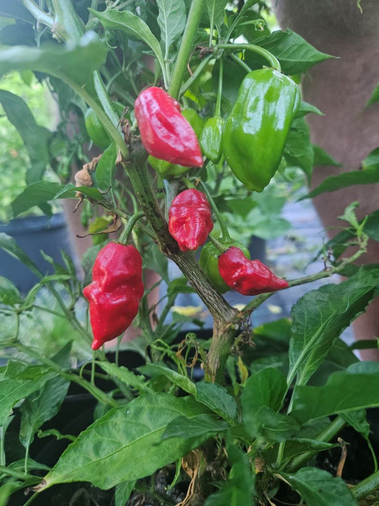 Seminţe Ardei - Nagabon