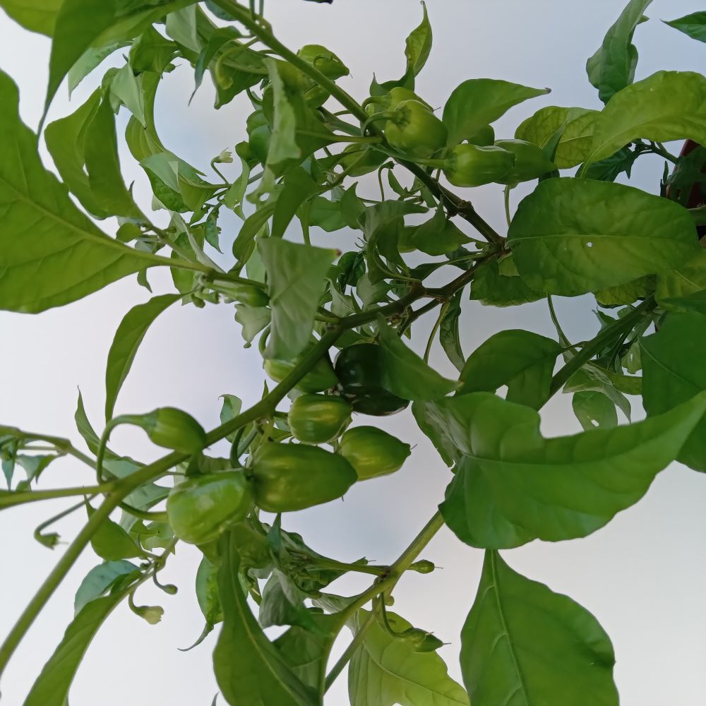 Seminţe Ardei - Nagabon