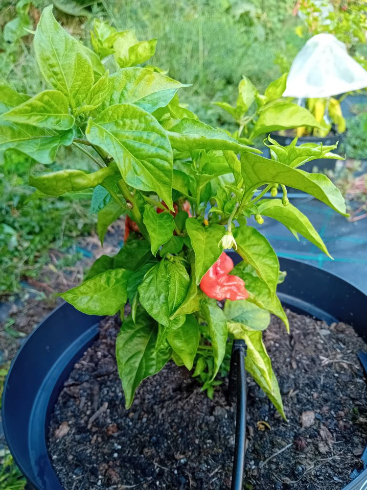 Seminţe Ardei - Nagabrains Red