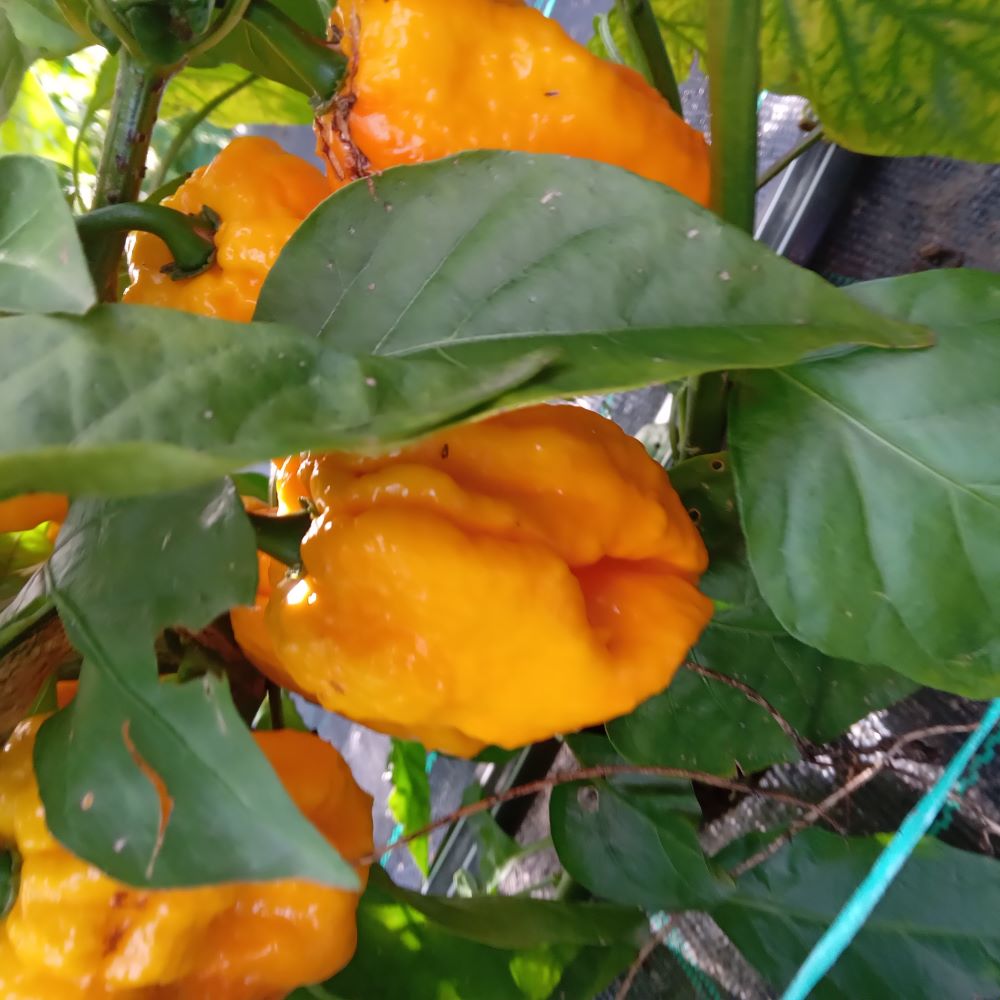 Seminţe Ardei - Nagabrains Yellow