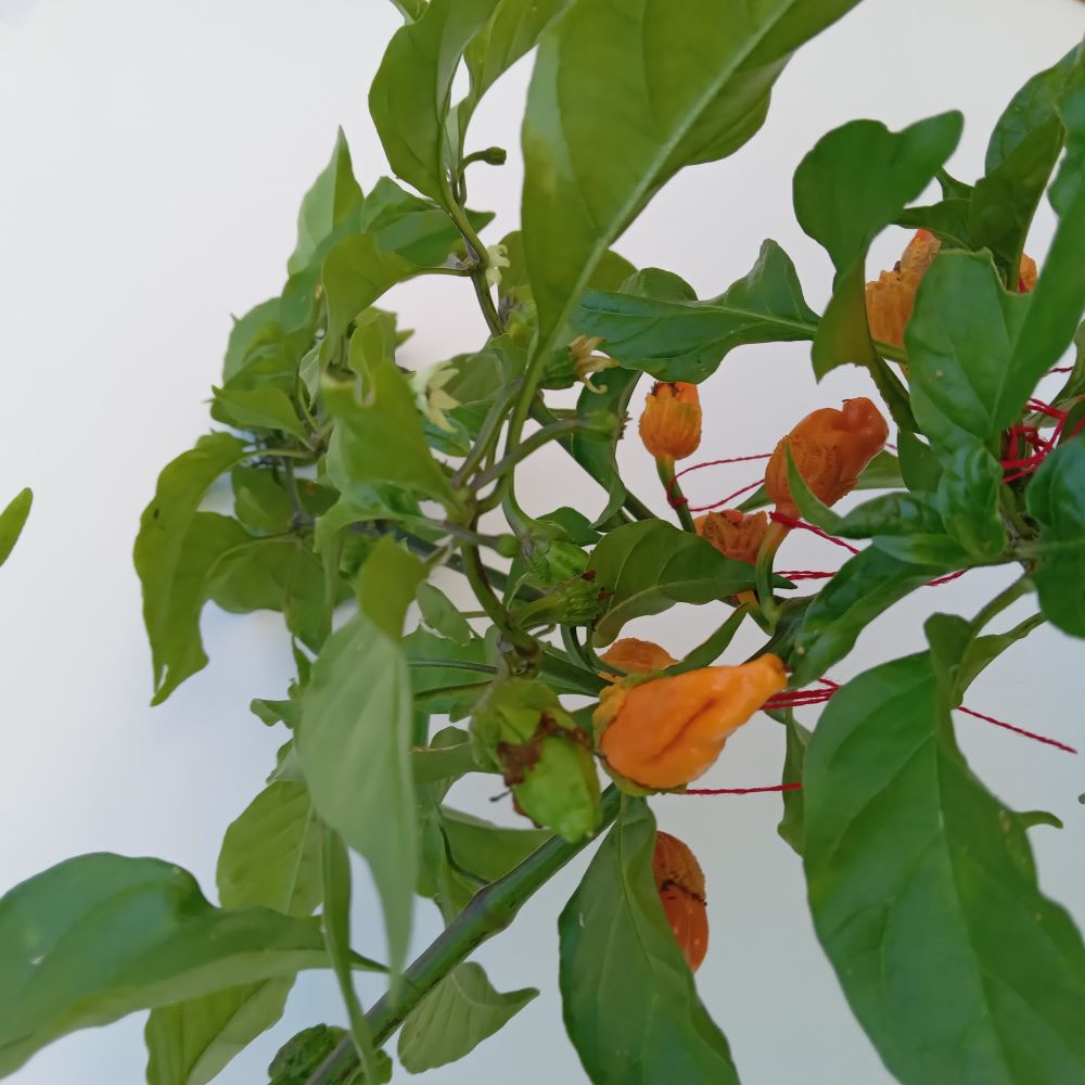 Seminţe Ardei - Nagagum Peach