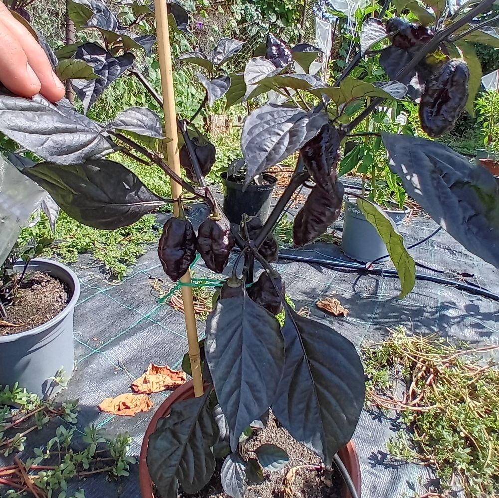 Pepper Seedling - Hurt Berry