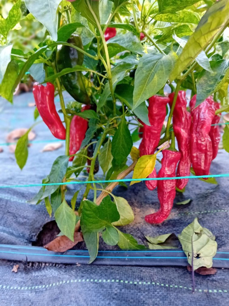 Seminţe Ardei - New Mexico Hatch