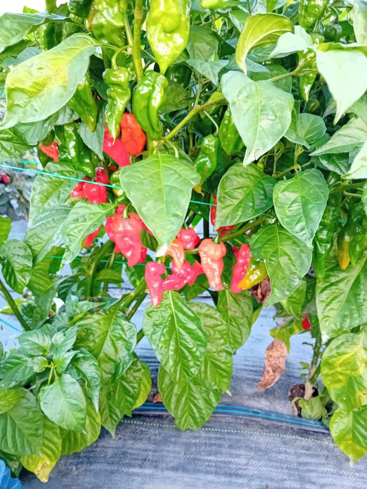 Seminţe Ardei - Numex Suave Red