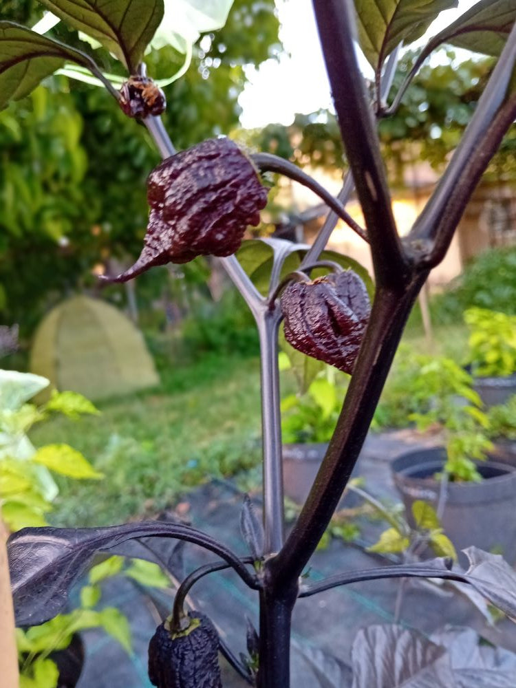 Seminţe Ardei - Orion