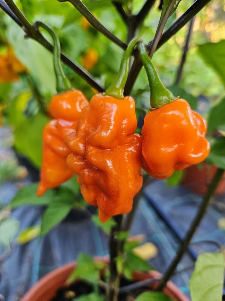 Seminţe Ardei - Paradise