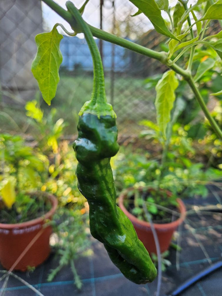 Seminţe Ardei - Pasilla Bajio