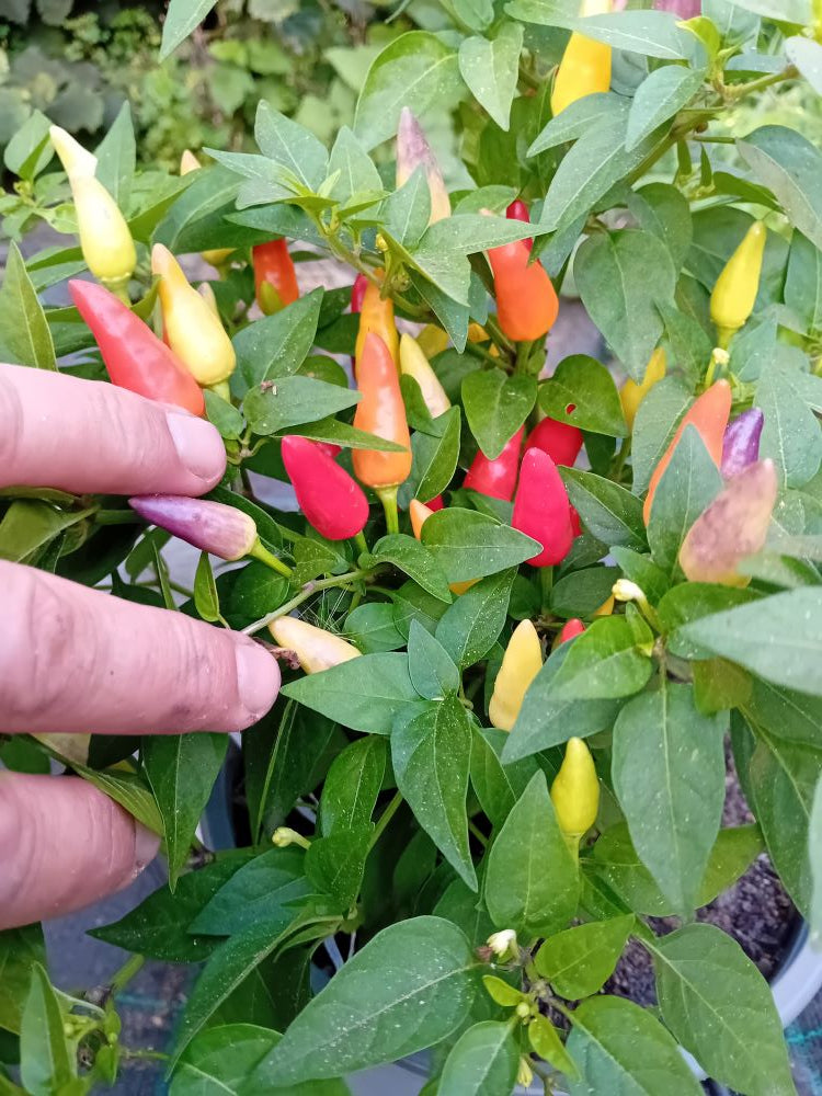 Seminţe Ardei - Pequin Orange