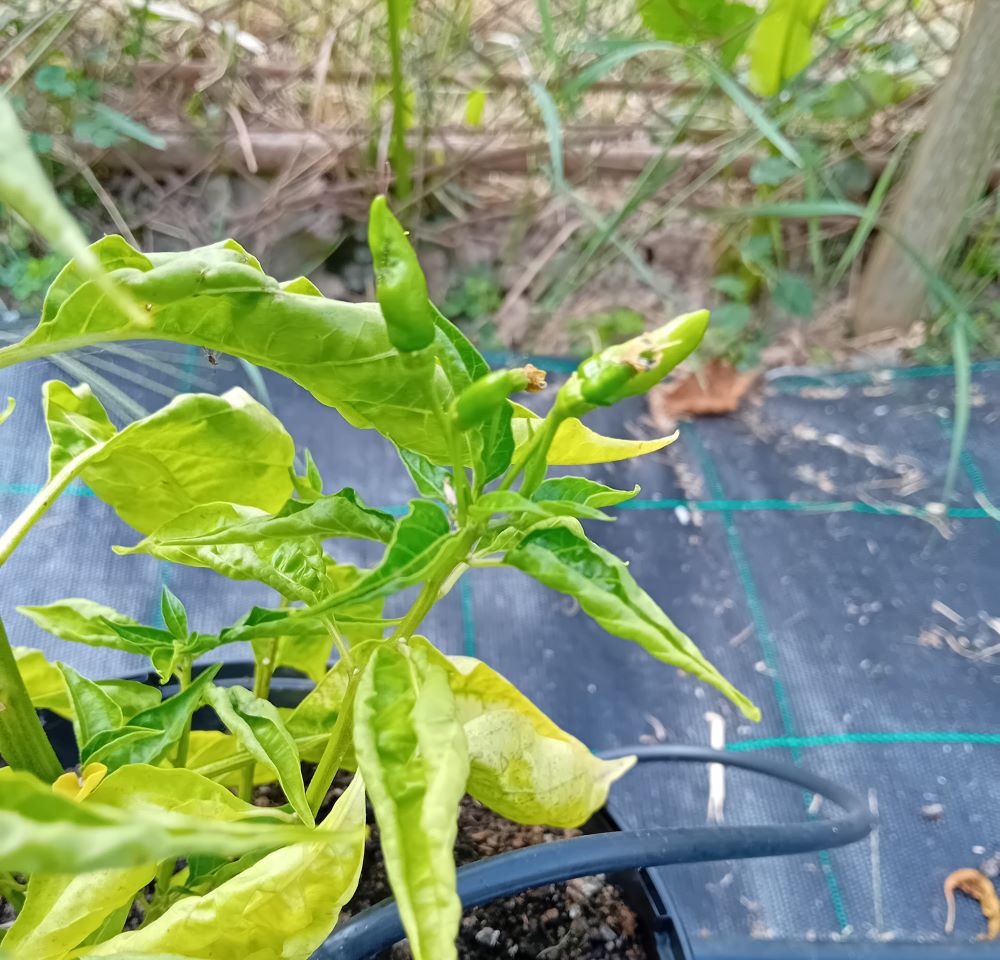 Seminţe Ardei - Peri Peri