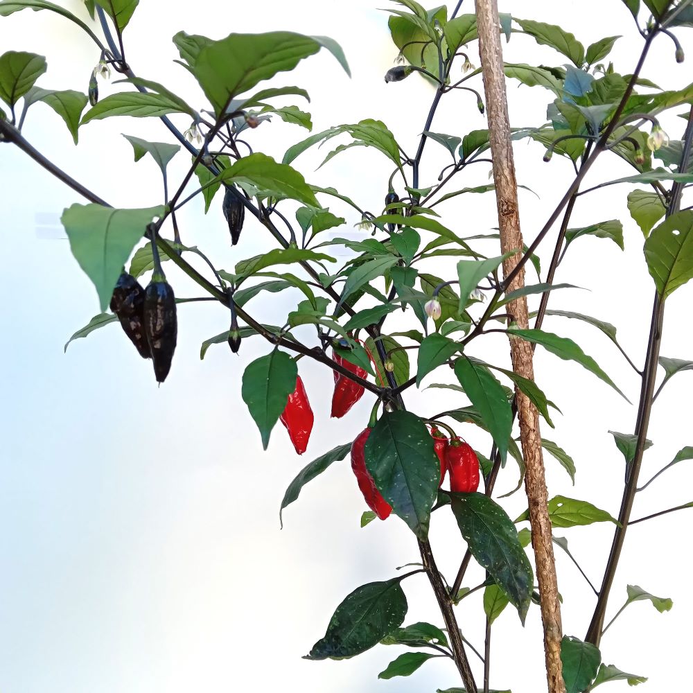 Seminţe Ardei - Pimenta Leopard