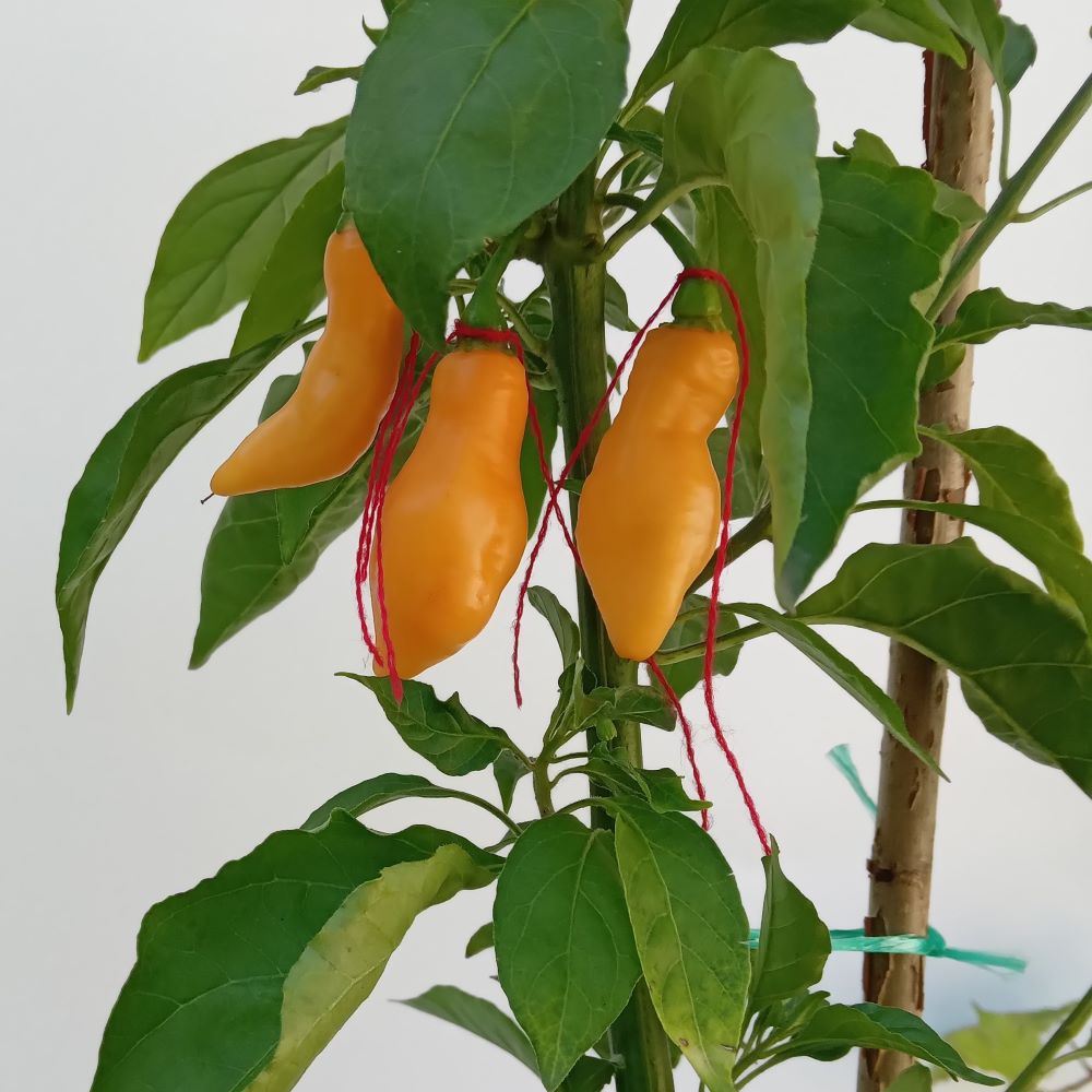 Seminţe Ardei - Pimenta Moranga Peach Cross