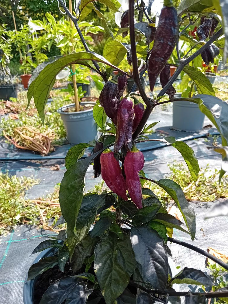 Seminţe Ardei - Pimenta Neyde