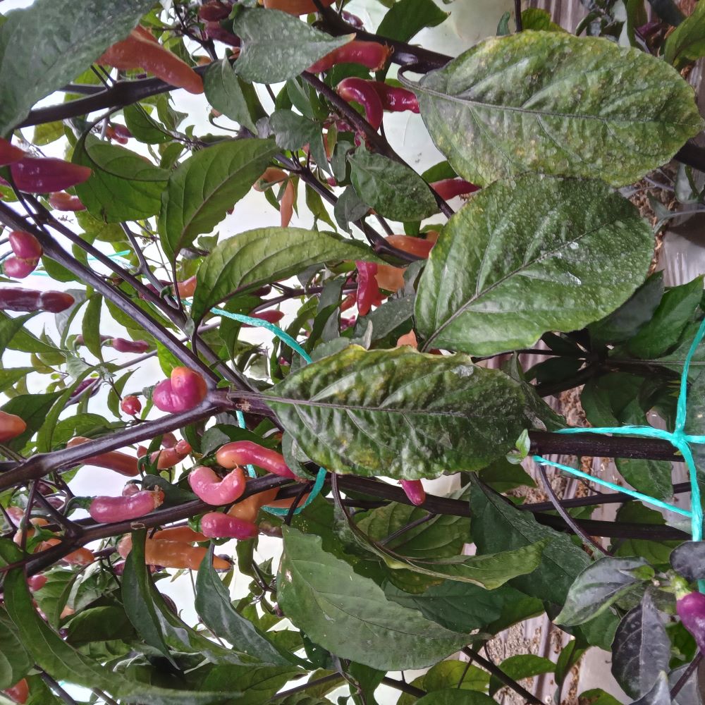 Seminţe Ardei - Pimenta Neyde