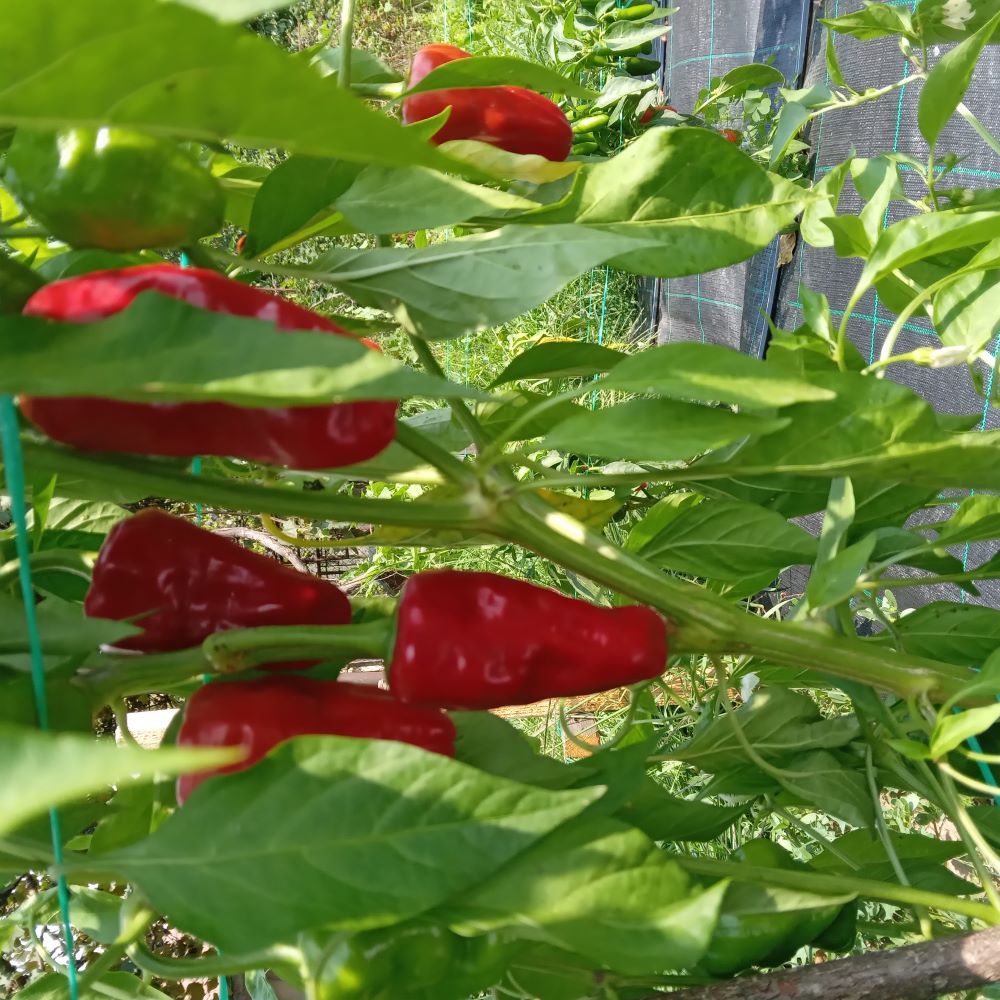 Seminţe Ardei - Pimento Padron